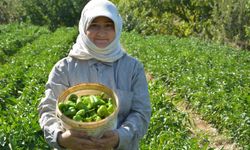 Turşuluk kardolua biber çeşidinin ilk hasadı yapıldı