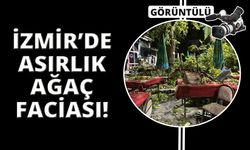 İzmir'de kıraathanede oturanların üstüne çınar ağacı devrildi