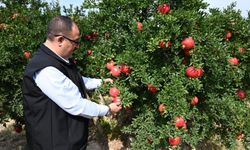 Denizli'de bu yıl 50 bin tonun üzerinde nar hasadı bekleniyor