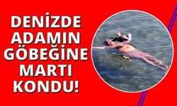 İzmir'de denizde yüzen kişinin göbeğine martı kondu