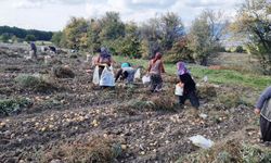 Patates arpa ve buğdaydan daha karlı