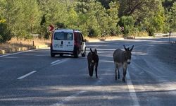 Marmaris’te trafikte eşek tehlikesi