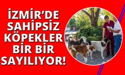 İzmir’de sahipsiz köpeklerin sayımı başladı