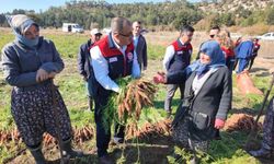 Lezzetiyle meşhur Çakır havucunda hasat başladı