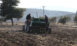 Bodrum Belediyesi'nden karakılçık buğday ekimi