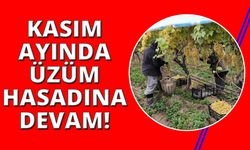 Üzümde hasat yağmur ve soğuğa rağmen devam ediyor