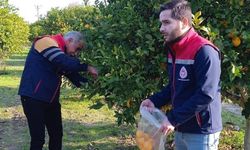 Narenciyede numune alımları sürüyor