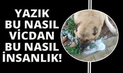 Manisa'da köpek katliamı