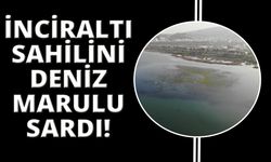 İzmir İnciraltı sahilini deniz marulu sardı