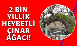 Manisa’da 2 bin yıllık çınar ağacı ziyaretçi akınına uğruyor