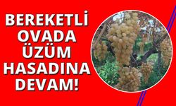 Manisa'da 6 aydır üzüm hasadı devam ediyor