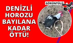 Denizli’nin horozu bayılana kadar öttü