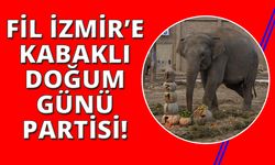 Türkiye’de doğan ilk fil olan İzmir 14 yaşına girdi