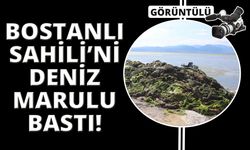 İzmir Bostanlı sahilini deniz marulu sardı