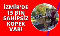 11 ilçede sahipsiz hayvan sayımı tamamlandı