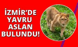 İzmir’de bulunan yavru aslan koruma altına alındı