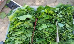 Sarıgöl’de bağ yaprağı sezonu açıldı