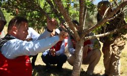 Muğla’da sakız hasadı gerçekleştirildi