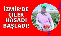 İzmir'de  mis kokulu çilek bahçelerinde hasat heyecanı