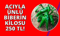 Manisa'da acısıyla ünlü biber 250 TL'den piyasaya çıktı