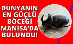 Dünyanın en güçlü böceği Manisa’da bulundu