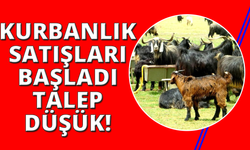 Kurbanlık satışları başladı, talep geçmiş yıllara göre düşük kaldı