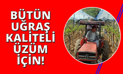 Manisa'da sultaniye üzümünde kalite için zamanla yarışıyorlar