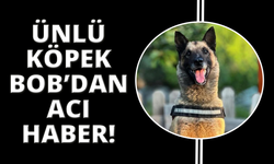 Kahraman köpek 'Bob' öldü
