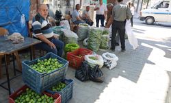 Aydın incirinde 'ilekleme' sezonu başladı