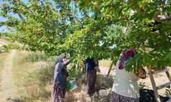 Coğrafi işaretli Demirci kirazında hasat başladı