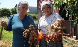 Coğrafi işaretli Ula sarımsağı ilgi odağı oldu