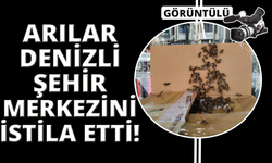 Arılar Denizli şehir merkezini istila etti