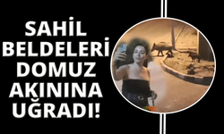 Muğla'da domuzlarla selfie modası
