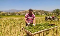 Sarıgöl’de tütün kırımı başladı