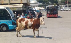 Manisa'da mezbahadan kaçan inek ortalığı birbirine kattı