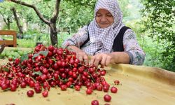 Ege'de zirai don kirazı vurdu!