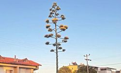 Dikili’de 30 yıllık agave çiçek açtı