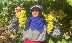 Hasadı başlayan Süperior üzümün kilosu 50-60 TL'den alıcı buluyor