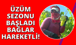 Manisa'da bağlarda üzüm sezonu heyecanı başladı