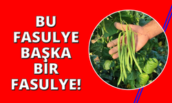 Meşhur Çameli sırık fasulyesinde hasat zamanı