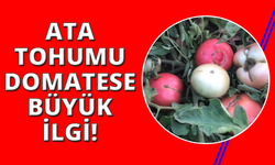 Manisa'da ata tohumlu domateslere yoğun ilgi