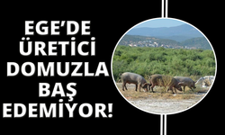 Ege'de domuz sürüleri çiftçiyi bezdirdi