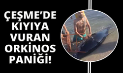 Çeşme açıklarında yarım tonluk orkinoslar kıyıya vurdu