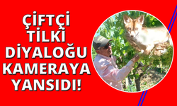 Manisalı çiftçi tilkiyle göz göze geldi konuşarak uğurladı