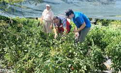 Kütahya'da domates ve biber fidesi kontrolleri