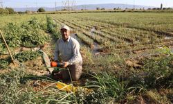 Aydın'da su kıtlığı çiftçilerin mesai saatlerini değiştirdi