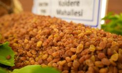Manisa'da yılın ilk kuru üzümü 3 bin 500 TL'den alındı