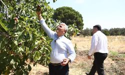 Zeytinlikler arasındaki 'bal'lı lezzet: Havran siyah inciri