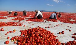 Domates kurutma alanlarında görsel şölen