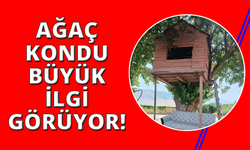 Manisa'da ağaç kondu ilgi çekmeye devam ediyor